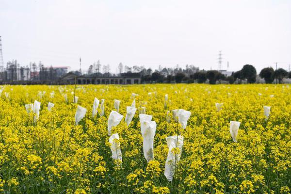中國石化燕山石化電池氫累計出廠量破千噸