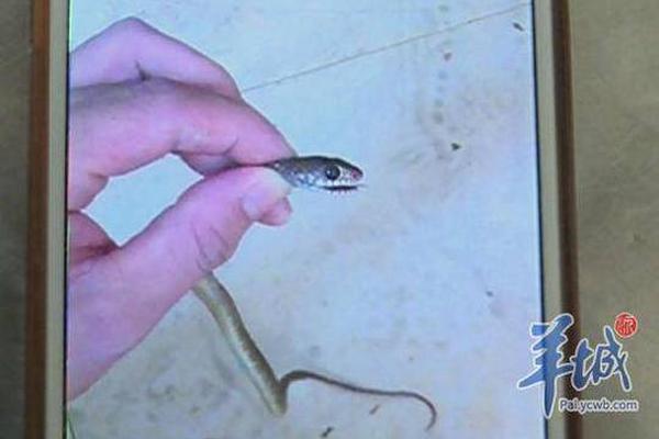 內蒙古：煤炭企業開工率增加 市場供應能力提升
