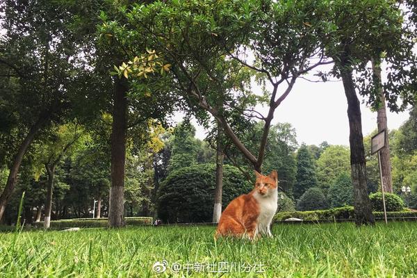 河北張家口：到2023年推廣燃料電池汽車1130輛 建成加氫站14座
