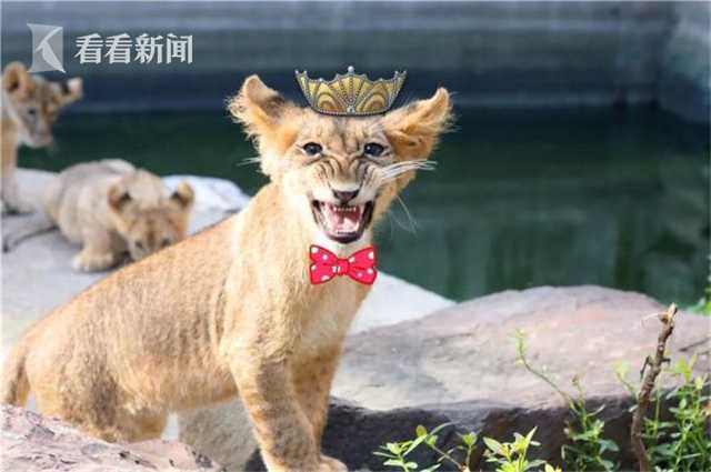 牛娃簡(jiǎn)歷:四五歲懂核反應(yīng)堆