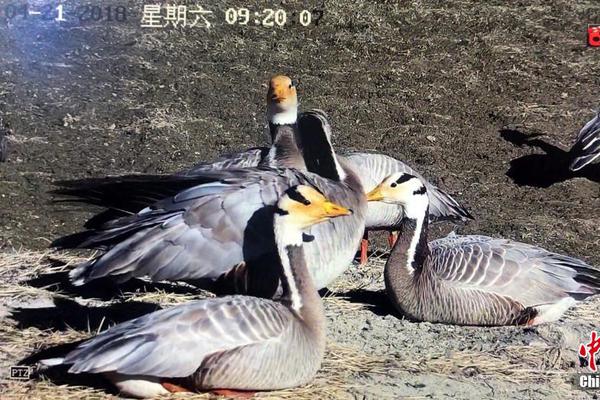 外強入侵 OA廠商“人人自危”？